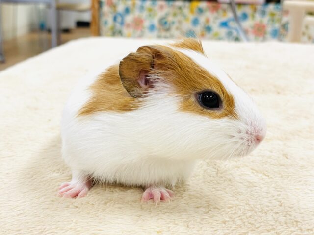 【最新画像】大きいハムちゃん!?🐹イングリッシュモルモット(男の子) イングリッシュモルモット