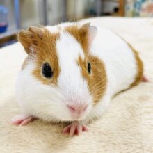 【最新画像】大きいハムちゃん！？🐹イングリッシュモルモット（男の子）