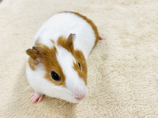 【最新画像】大きいハムちゃん!?🐹イングリッシュモルモット(男の子) イングリッシュモルモット