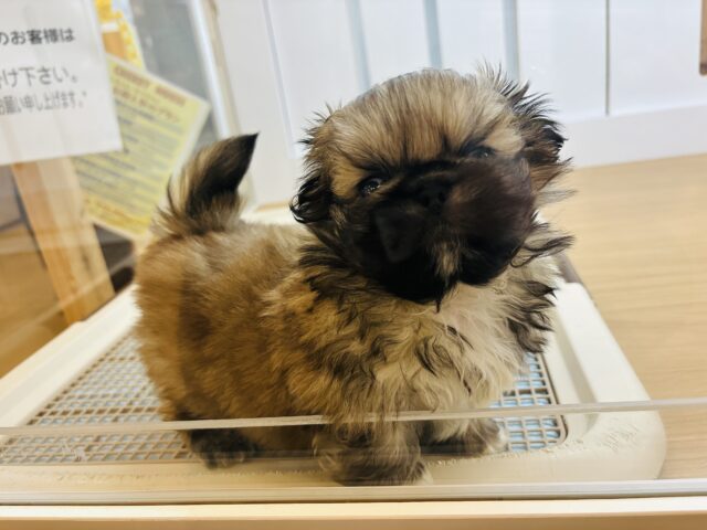 ボクとお茶しない〜?ペキニーズくん! ペキニーズ
