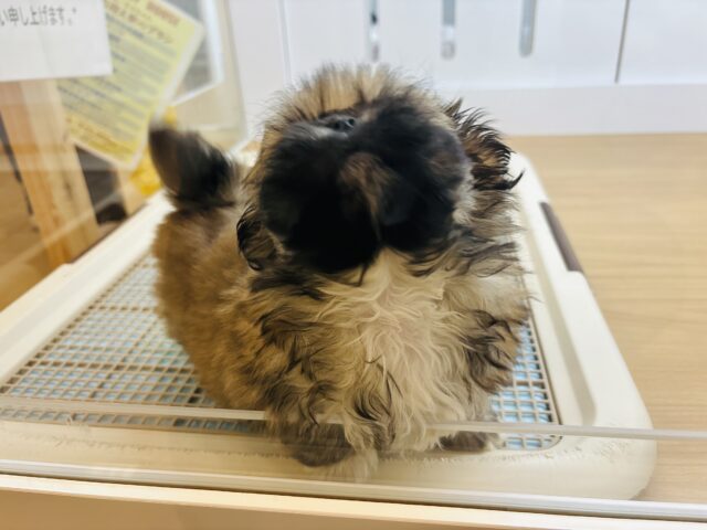 ボクとお茶しない〜?ペキニーズくん! ペキニーズ
