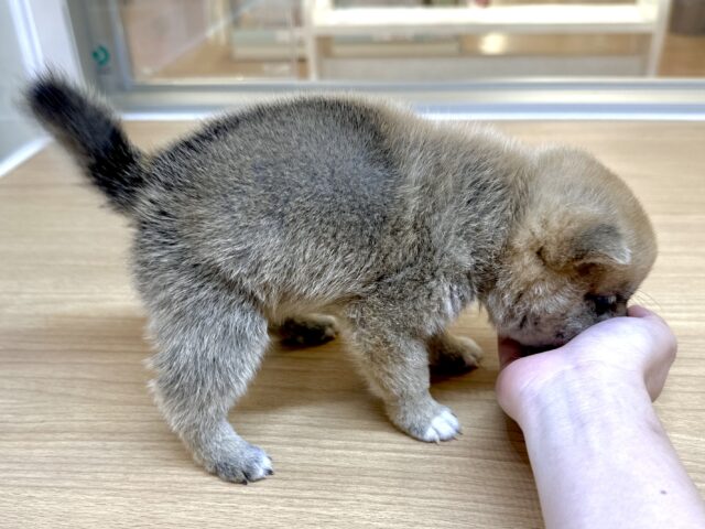 ポメ柴