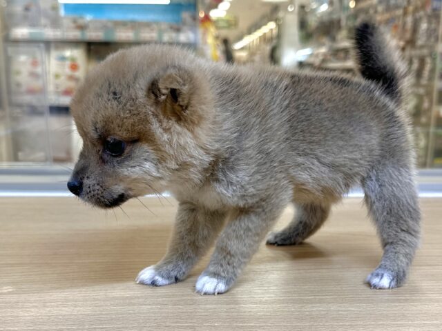 ポメ柴