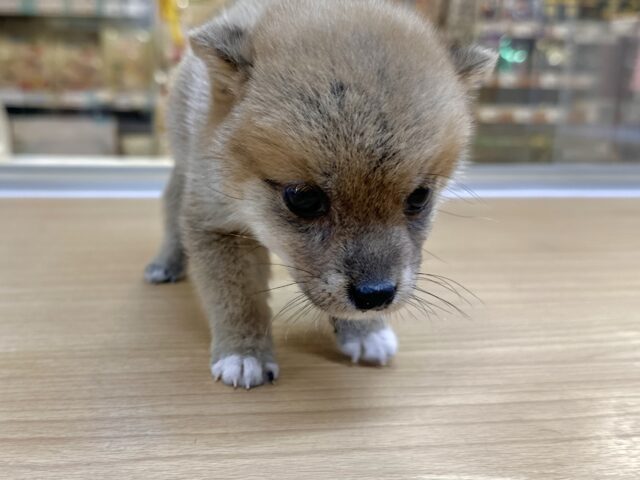 ポメ柴