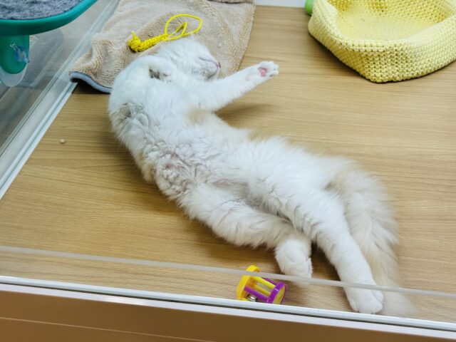 天真爛漫な甘ったれ♥サイベリアンくん! サイベリアン