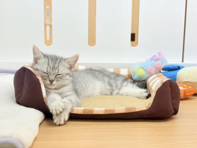 時間忘れて遊ばにゃ〜い?スコティッシュフォールドちゃん! スコティッシュフォールド