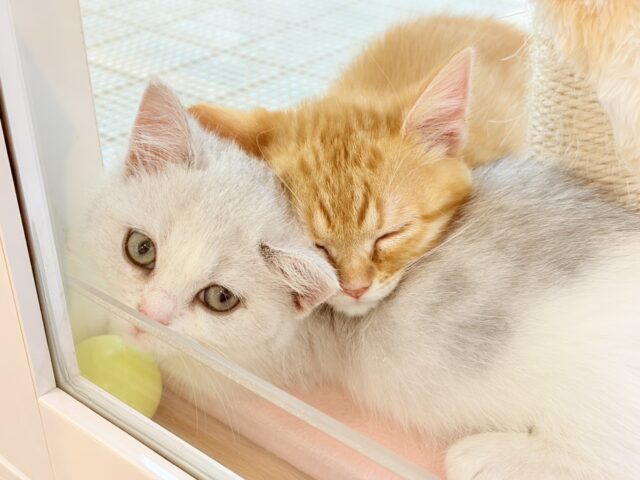 モジモジ恥ずかしいけど…ちょ〜〜甘ったれなの♡マンチカンくん! マンチカン