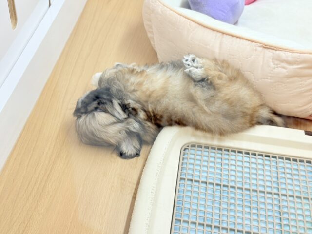 ボクとお茶しない〜?ペキニーズくん! ペキニーズ