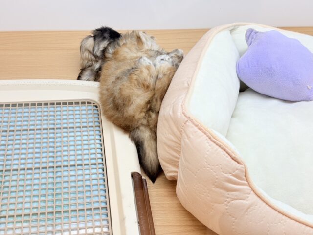 ボクとお茶しない〜?ペキニーズくん! ペキニーズ