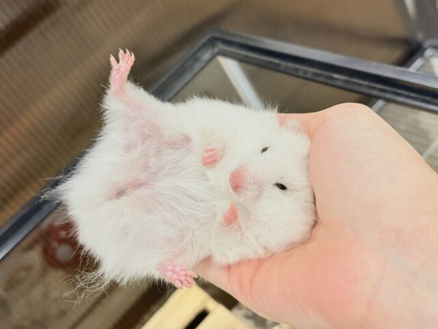 ゴールデンハムスター