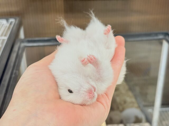 ゴールデンハムスター