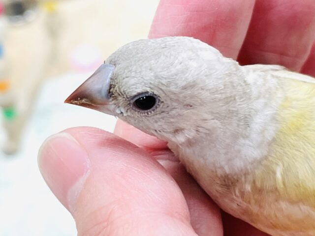 【最新画像】キラキラ✨️神秘的なダイヤモンド💎✨️コキンチョウ(イエロー)ヒナ コキンチョウ