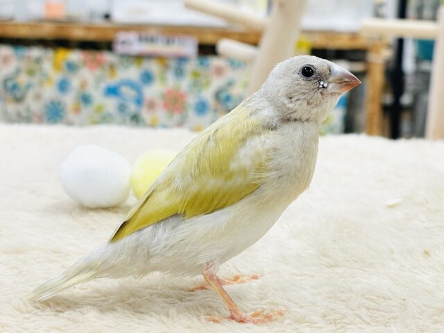 【最新画像】キラキラ✨️神秘的なダイヤモンド💎✨️コキンチョウ(イエロー)ヒナ コキンチョウ