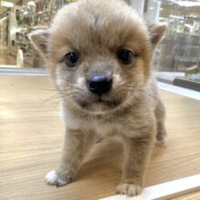 きゅるきゅる⭐️ミックス犬(ポメラニアン✖️柴犬)女の子
