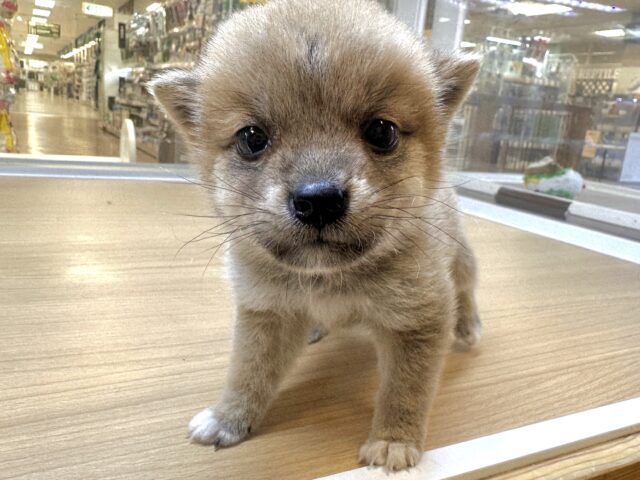 きゅるきゅる⭐️ミックス犬(ポメラニアン✖️柴犬)男の子