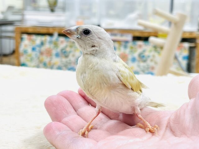 【最新画像】キラキラ✨️神秘的なダイヤモンド💎✨️コキンチョウ(イエロー)ヒナ コキンチョウ