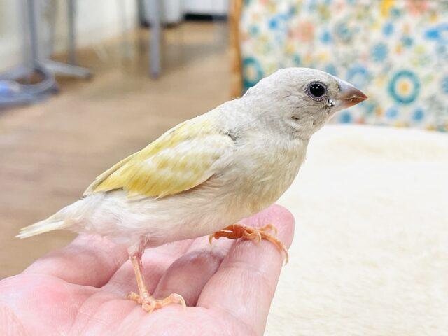 【最新画像】キラキラ✨️神秘的なダイヤモンド💎✨️コキンチョウ（イエロー）ヒナ