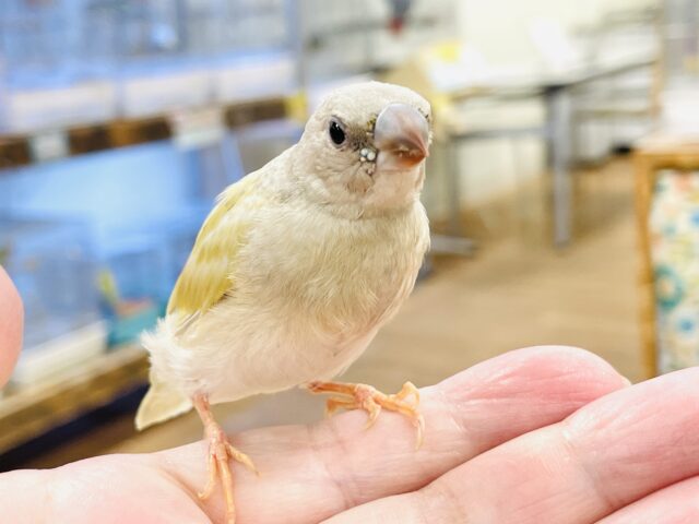 【最新画像】キラキラ✨️神秘的なダイヤモンド💎✨️コキンチョウ(イエロー)ヒナ コキンチョウ