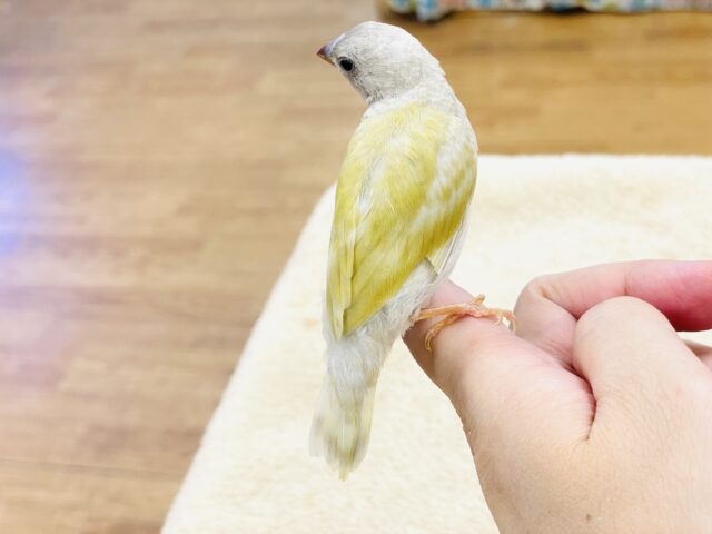 【最新画像】キラキラ✨️神秘的なダイヤモンド💎✨️コキンチョウ(イエロー)ヒナ コキンチョウ