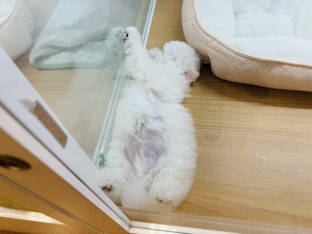 僕に惚れちゃった♥?ミックス犬くん(ビションフリーゼ×トイプードル) ビションプー