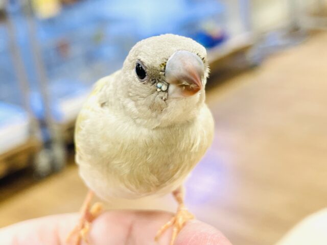 【最新画像】キラキラ✨️神秘的なダイヤモンド💎✨️コキンチョウ(イエロー)ヒナ コキンチョウ