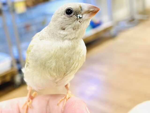 【最新画像】キラキラ✨️神秘的なダイヤモンド💎✨️コキンチョウ(イエロー)ヒナ コキンチョウ