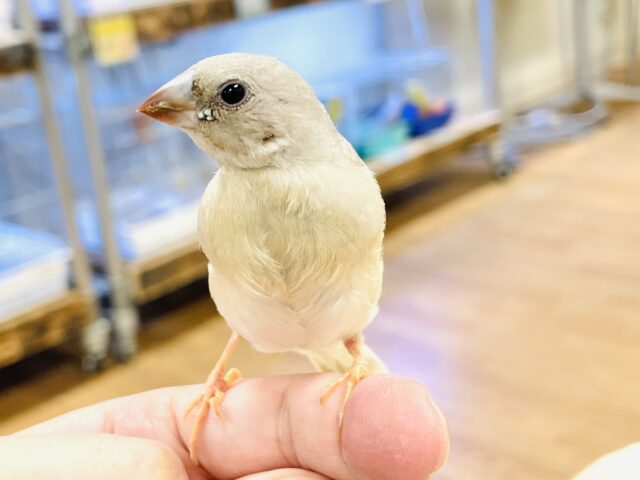 【最新画像】キラキラ✨️神秘的なダイヤモンド💎✨️コキンチョウ(イエロー)ヒナ コキンチョウ