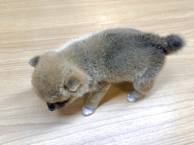 ポメ柴