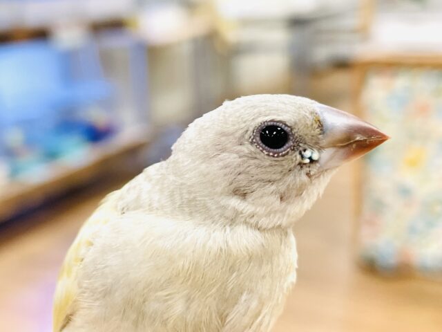 【最新画像】キラキラ✨️神秘的なダイヤモンド💎✨️コキンチョウ(イエロー)ヒナ コキンチョウ