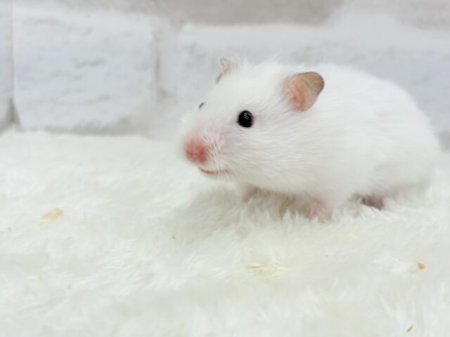 ゴールデンハムスター
