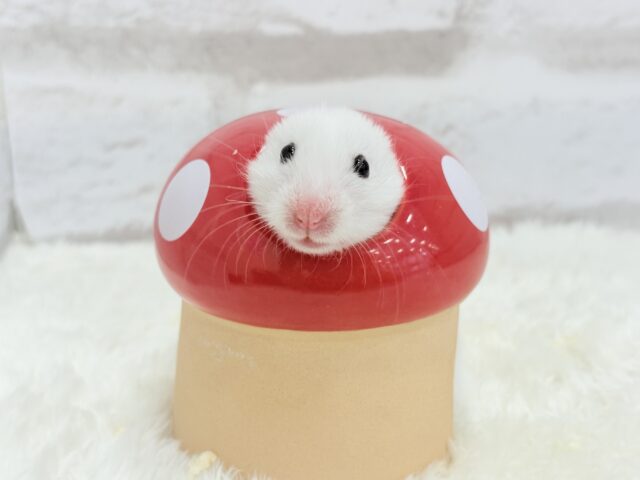 ゴールデンハムスター