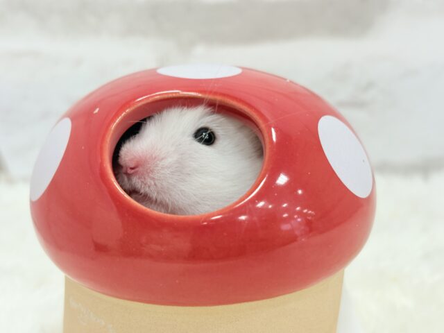 ゴールデンハムスター