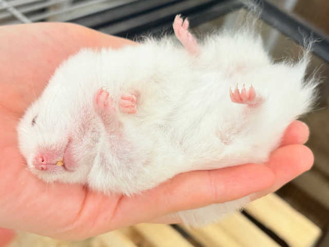 【最新画像更新🪄】真っ白雪見だいふくちゃん🍡🤍長毛ハムスター(ホワイト) 女の子