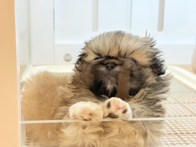 ボクとお茶しない〜?ペキニーズくん! ペキニーズ