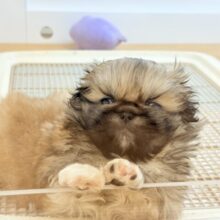 ボクとお茶しない〜？ペキニーズくん！
