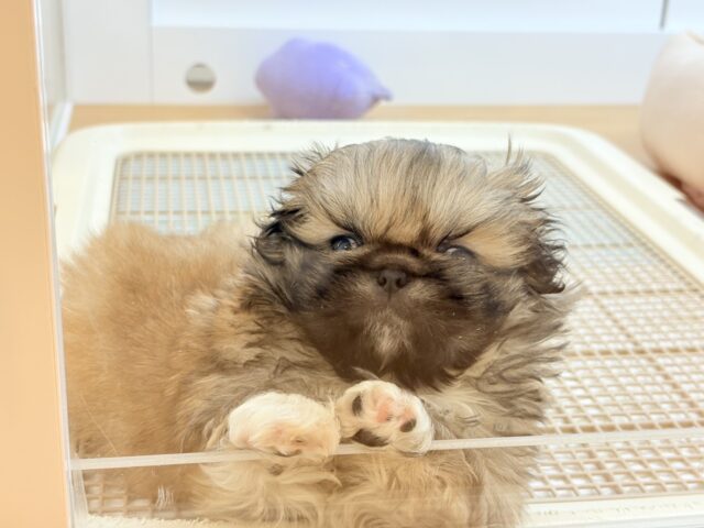 ボクとお茶しない〜?ペキニーズくん! ペキニーズ