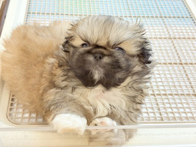 ボクとお茶しない〜?ペキニーズくん! ペキニーズ