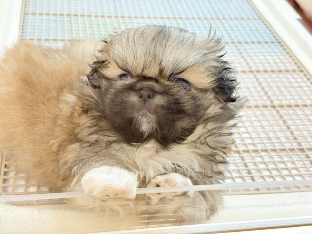 ボクとお茶しない〜?ペキニーズくん! ペキニーズ