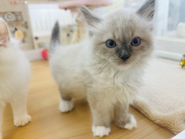 みんながボクのこと可愛いって褒めてくれるっ♬.*゚ラグドールくん! ラグドール
