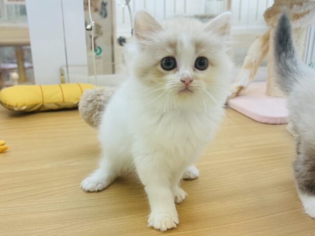 甘やかしてくれなきゃや〜よ♡サイベリアンちゃん! サイベリアン