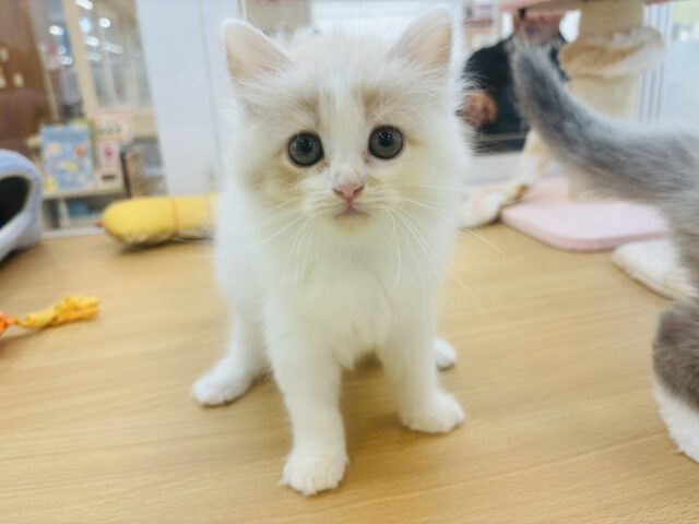 甘やかしてくれなきゃや〜よ♡サイベリアンちゃん! サイベリアン