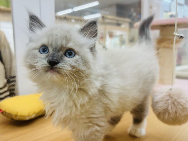 みんながボクのこと可愛いって褒めてくれるっ♬.*゚ラグドールくん! ラグドール