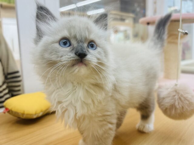 みんながボクのこと可愛いって褒めてくれるっ♬.*゚ラグドールくん! ラグドール