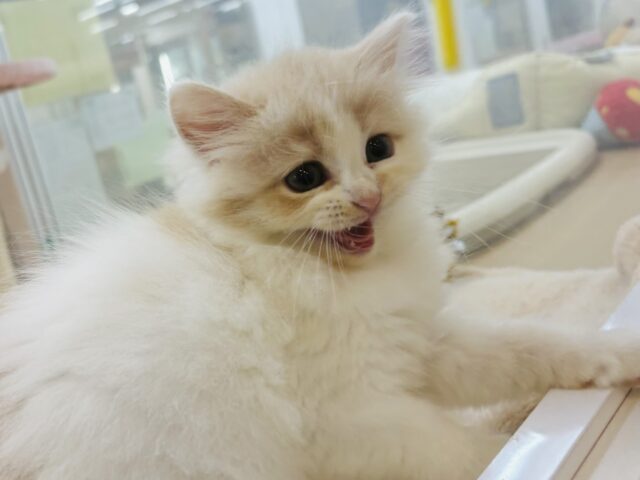 甘やかしてくれなきゃや〜よ♡サイベリアンちゃん! サイベリアン