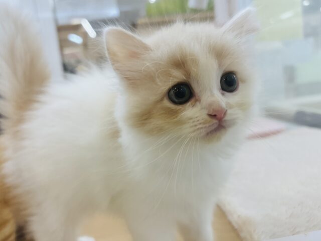 甘やかしてくれなきゃや〜よ♡サイベリアンちゃん! サイベリアン