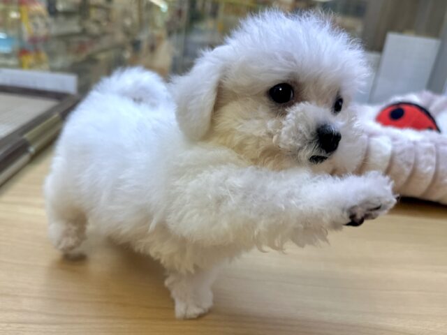 ビションフリーゼ