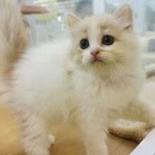 甘やかしてくれなきゃや〜よ♡サイベリアンちゃん！