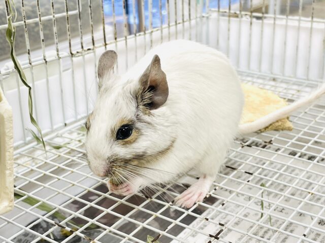 【最新画像】ぱっちりお目目の美人さん❤︎デグー（ホワイト）女の子