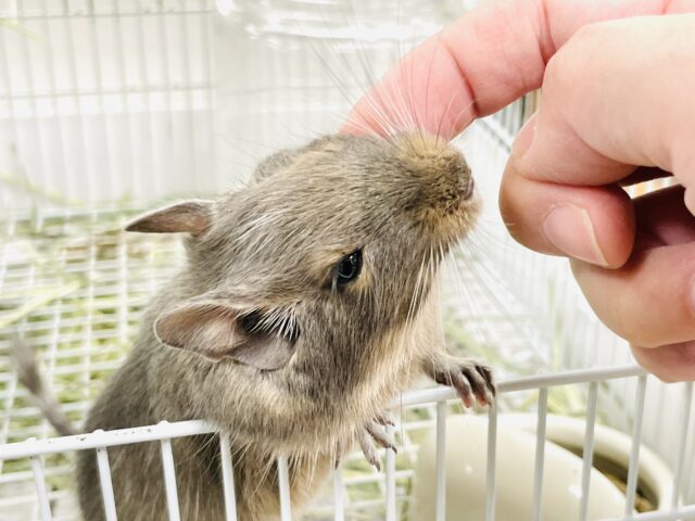 【最新画像】カキカキ大好き❣️デグーのノーマルちゃん‼️(デグー)(ノーマル) デグー