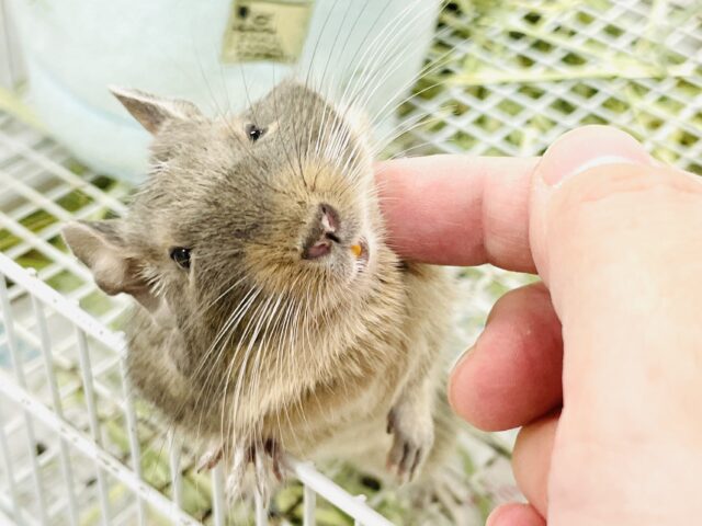 【最新画像】カキカキ大好き❣️デグーのノーマルちゃん‼️(デグー)(ノーマル) デグー